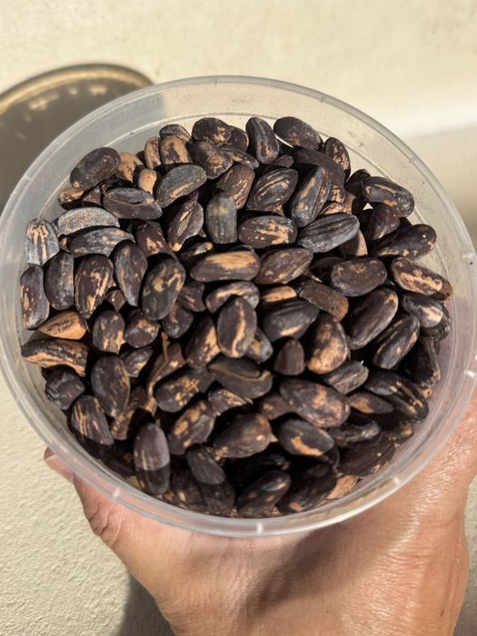 Pinhões com casca de Pinheiro-Manso | Sacos 1 kg | Promo 3 sacos = 25€