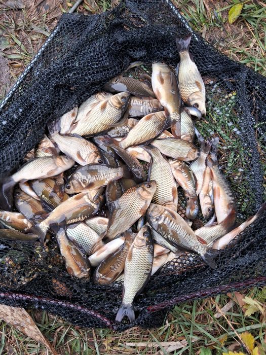 Ставкова риба,зарибок коропа власного розведення!