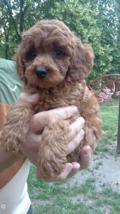 Пуделек малыш...