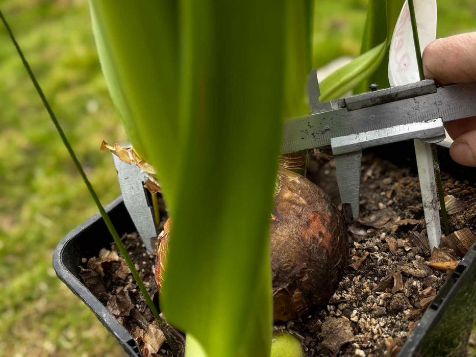 Гипеаструм, комнатная лилия, растения, цветы