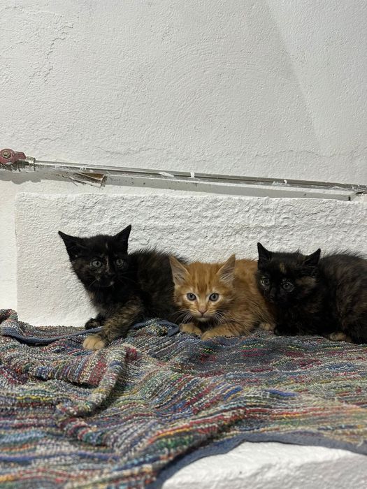 Da-se gatinhos bebes