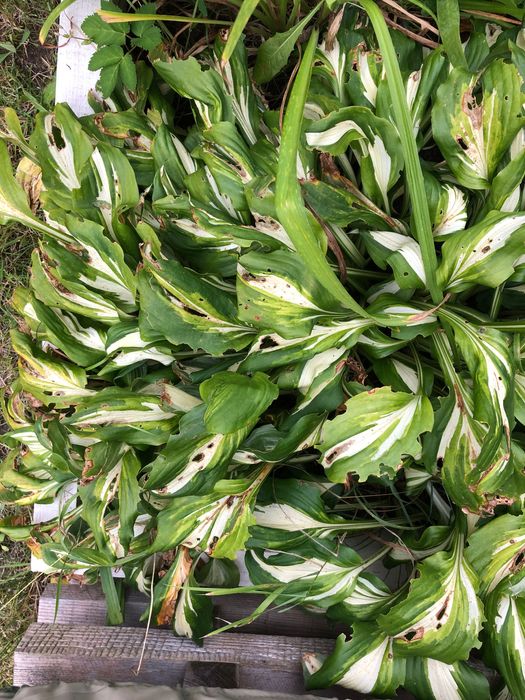 Funkia sadzonka kilkuletnia