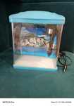 Akwarium 3L niebieskie AquaKids LED filtr pompa