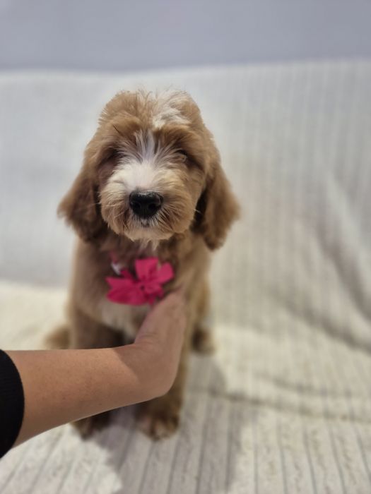 Goldendoodle f1 standard