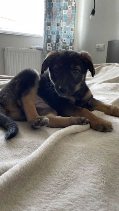 Отдам бесплатно собаку в хорошые руки( без породы)