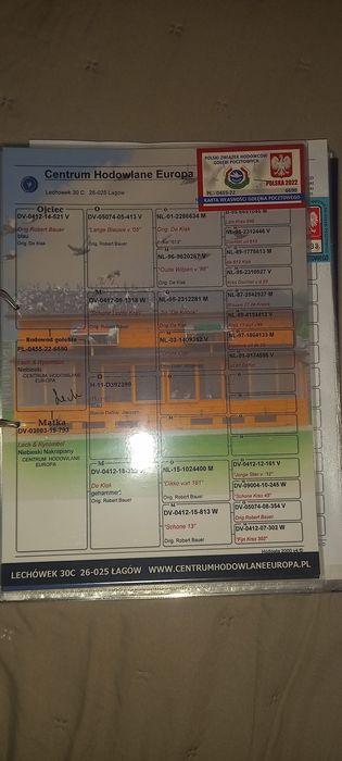 Gołebie pocztowe Deklak