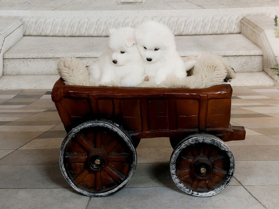 Samoyed pies dla wymagających wzór rasy szkolenie rodzice FCI Samojed