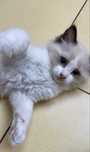 Koteczek Ragdoll z rodowodem Felis Polonia (FPL)