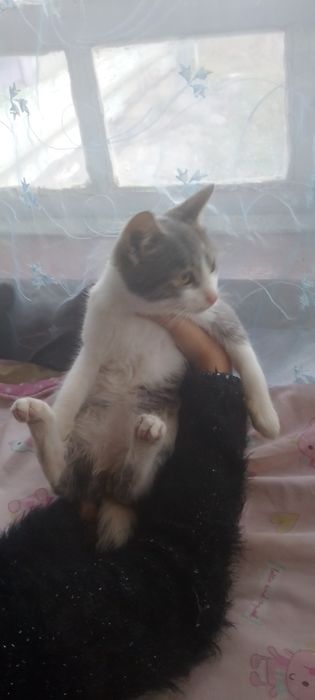 Віддам Безкоштовно Котів В добрі руки
