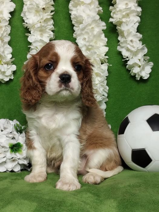 Cavalier King Charles Spaniel