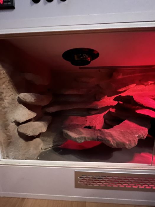 Terrarium dla gekona lamparciego