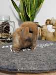 Piękne króliczki Mini Lop. Wolne maluszki. Szczepienia.