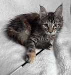 MAINE COON OKAZJA! Kotka z rodowodem FPL, zdrowa, towarzyska