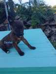Cãozinho para adoção