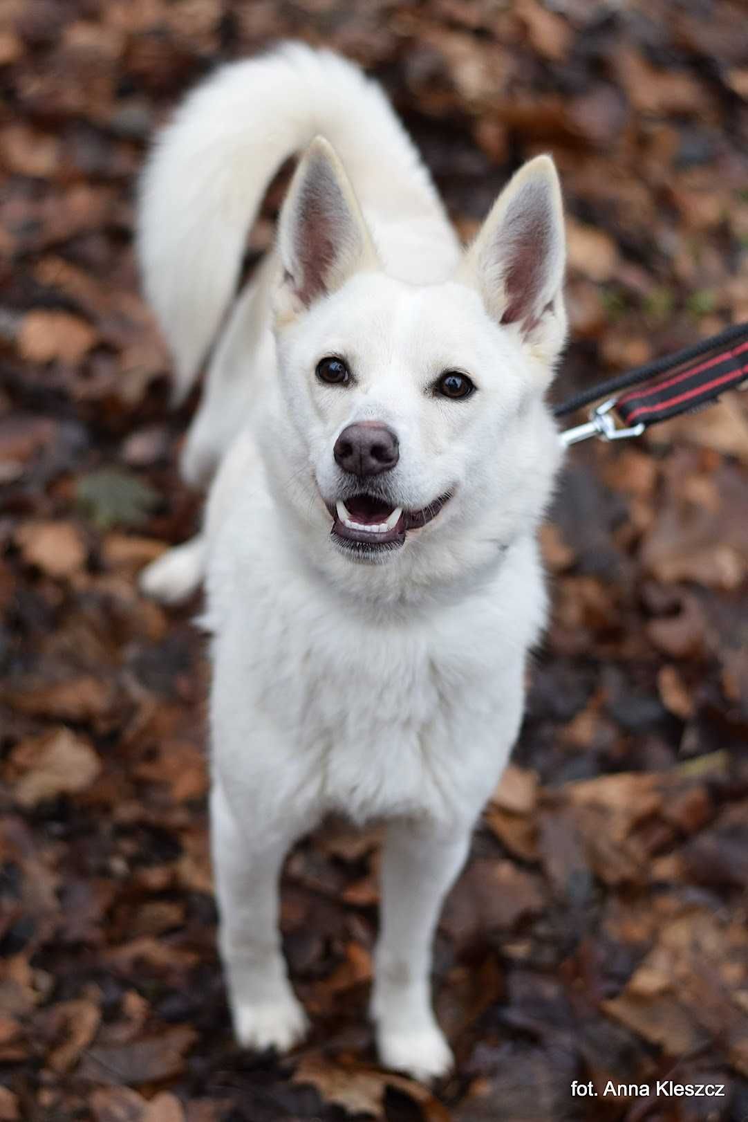 Słodzik - młodziutki mini mix husky adopcja