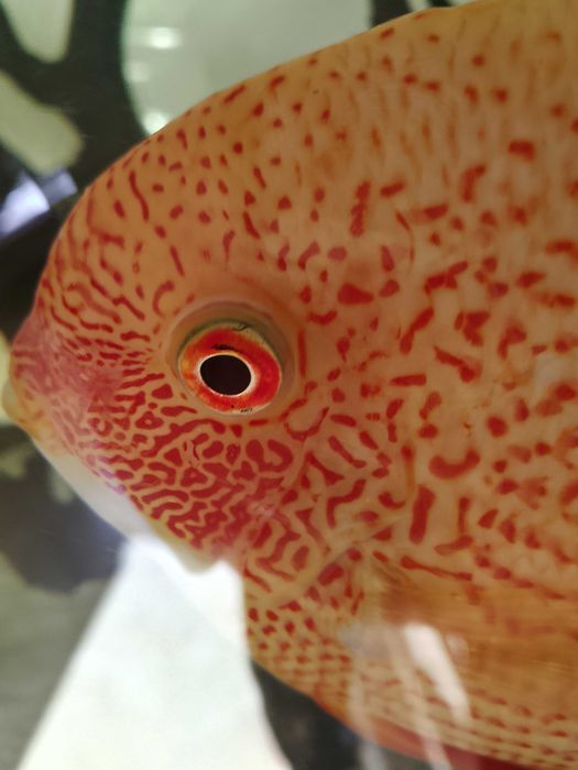 Pielęgnica severum