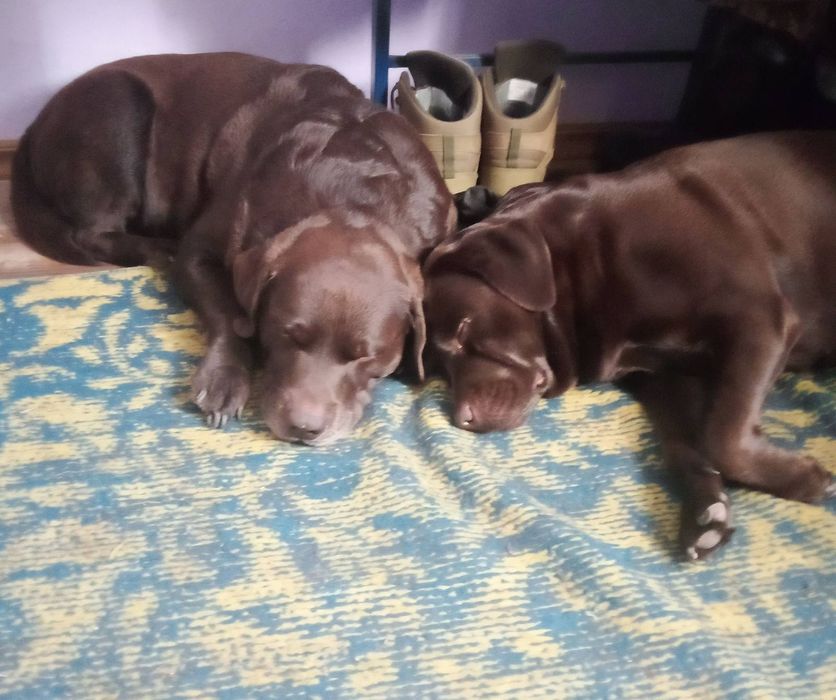 Віддам безкоштовно дві собаки лабрадори