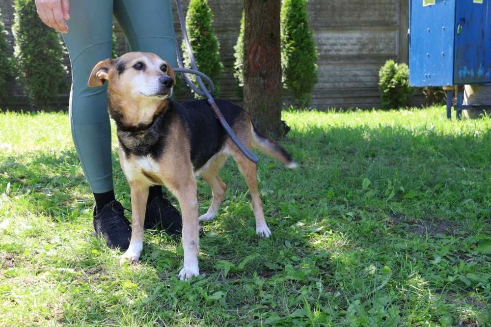 Reks marzy, aby być obok człowieka - schronisko bez wolontariatu