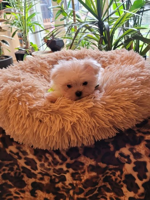 Cudowny maleńki piesek rasy maltanczyk