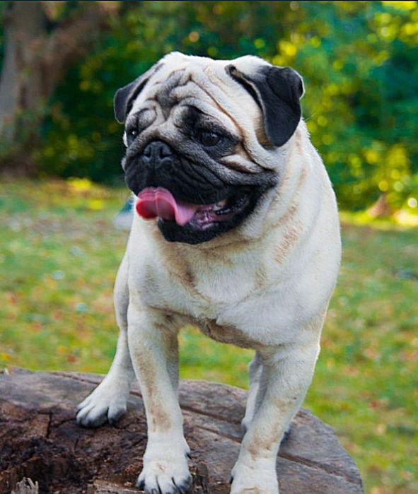 Послуги в'язки Мопсів