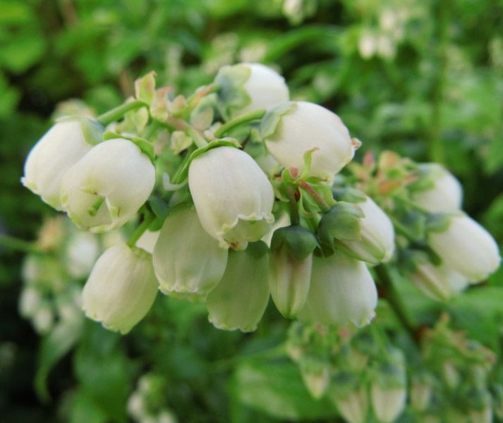 BORÓWKA AMERYKAŃSKA Bluecrop - sadzonki w doniczkach