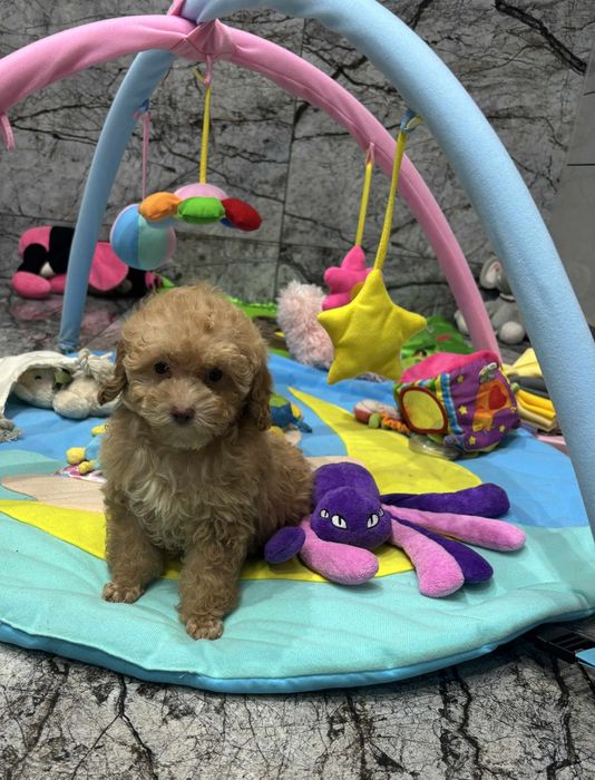 Suczka PUDEL Toy Metryka czip wyprawka