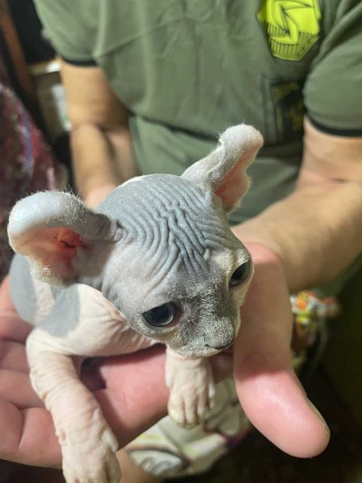 Продаётся кот породы Эльф окраса Арлекин