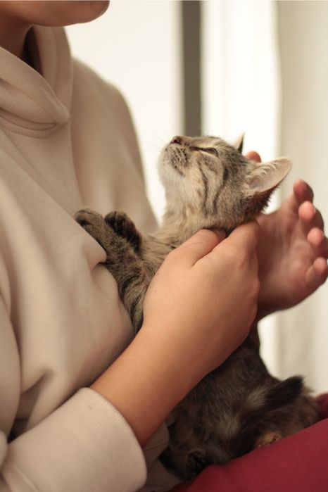 Тактильна кішечка в добрі руки