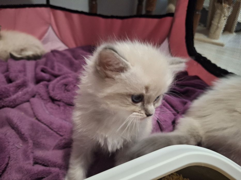 Ragdoll- chłopczyk blue point mitted lynx