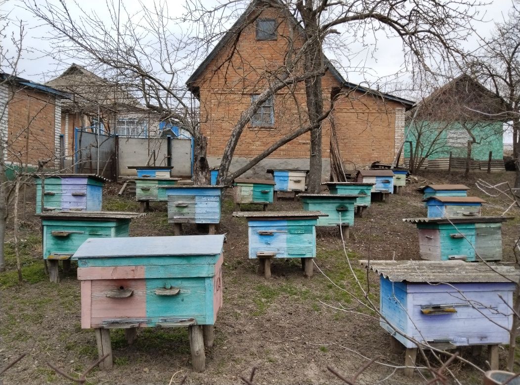 Продам Бджоли ціна договірна