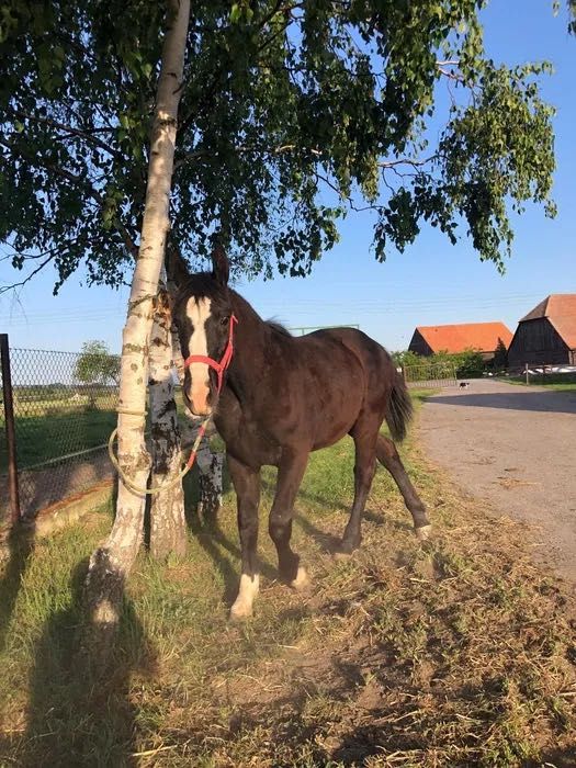 Klacz czystej rasy śląskiej