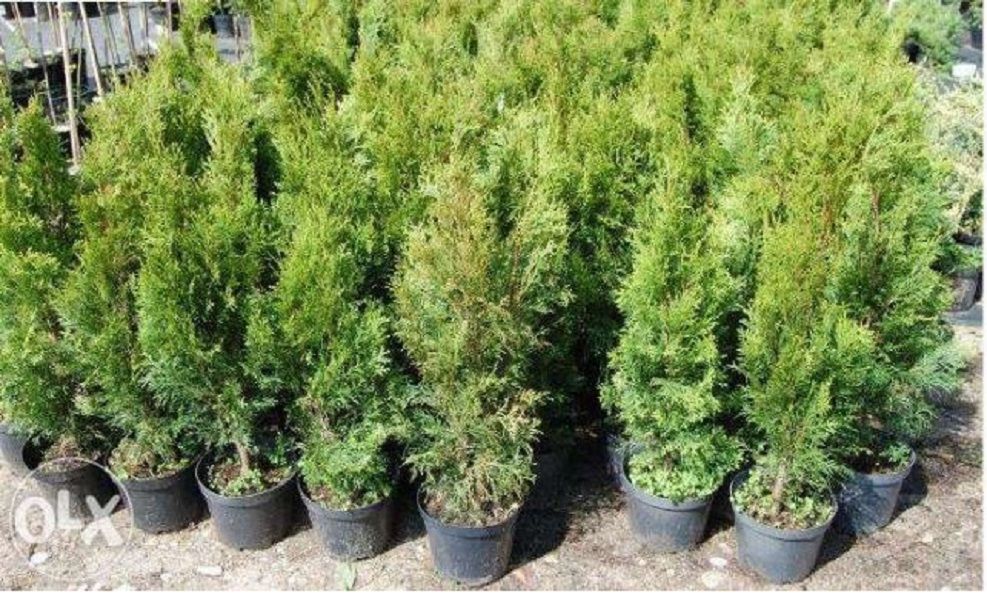 Tuja Szmaragd, thuja Smaragd, Tuje Szmaragd, Żywotnik 40-70 cm.