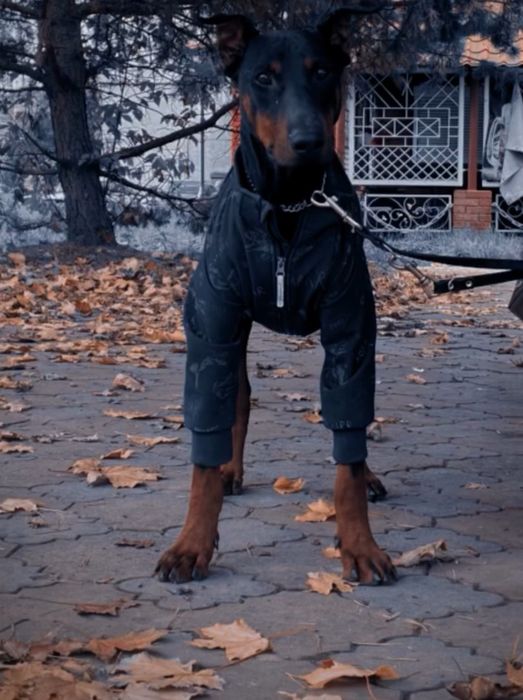 Доберман крупний