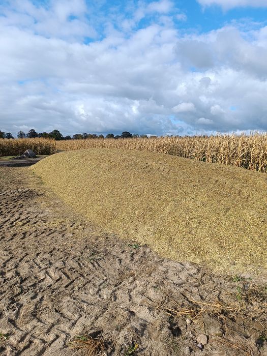 Kiszonka z kukurydzy