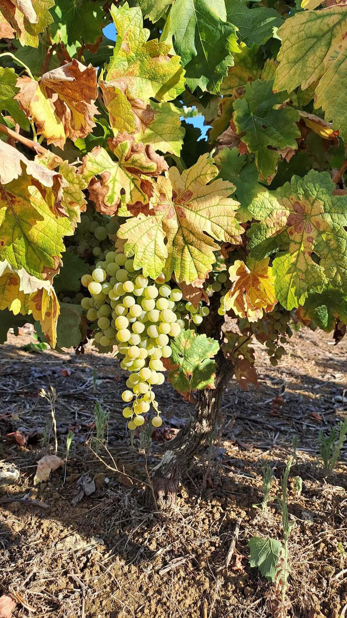 Vendem-se Uvas para Vinho - Multicasta