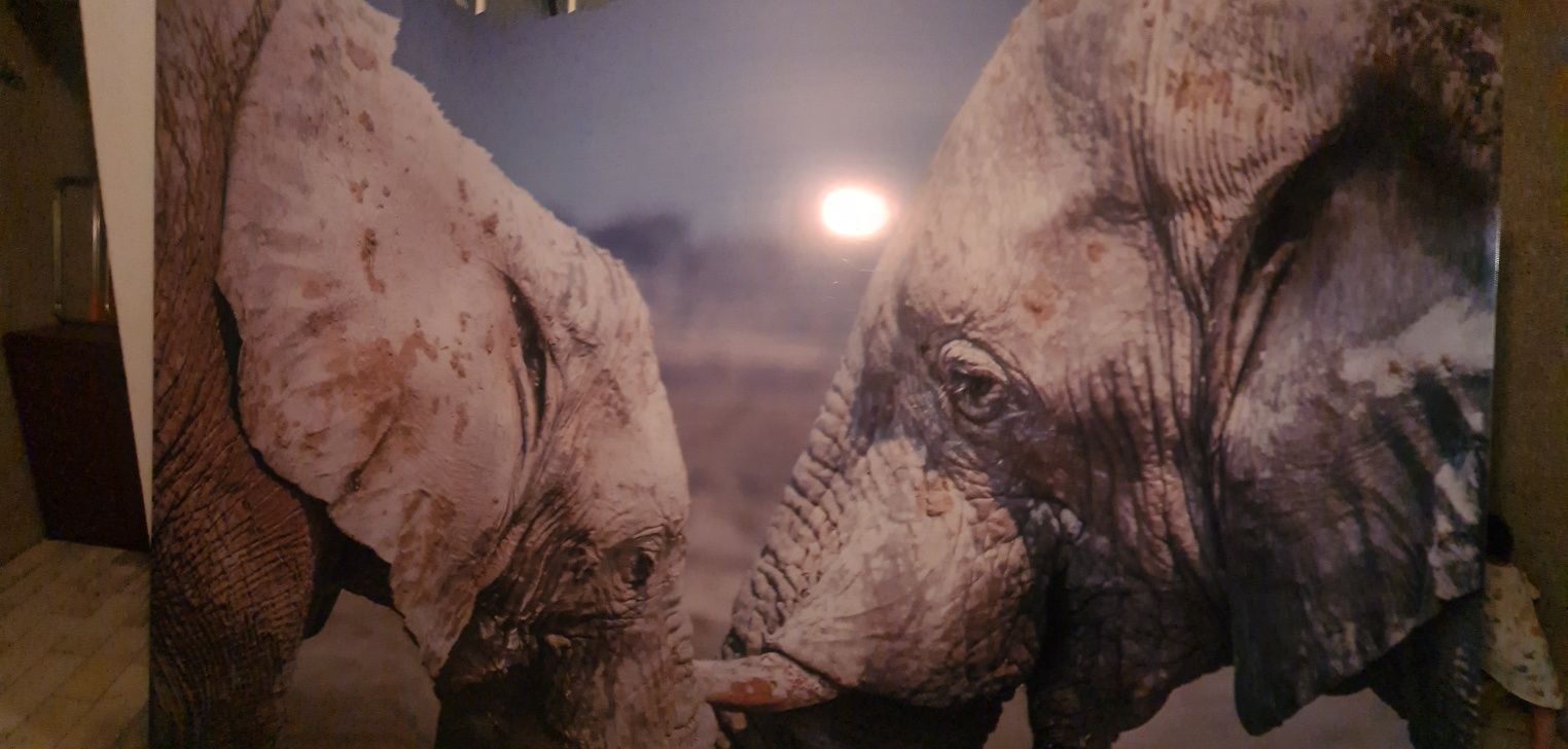 Quadro Grande de Elefante