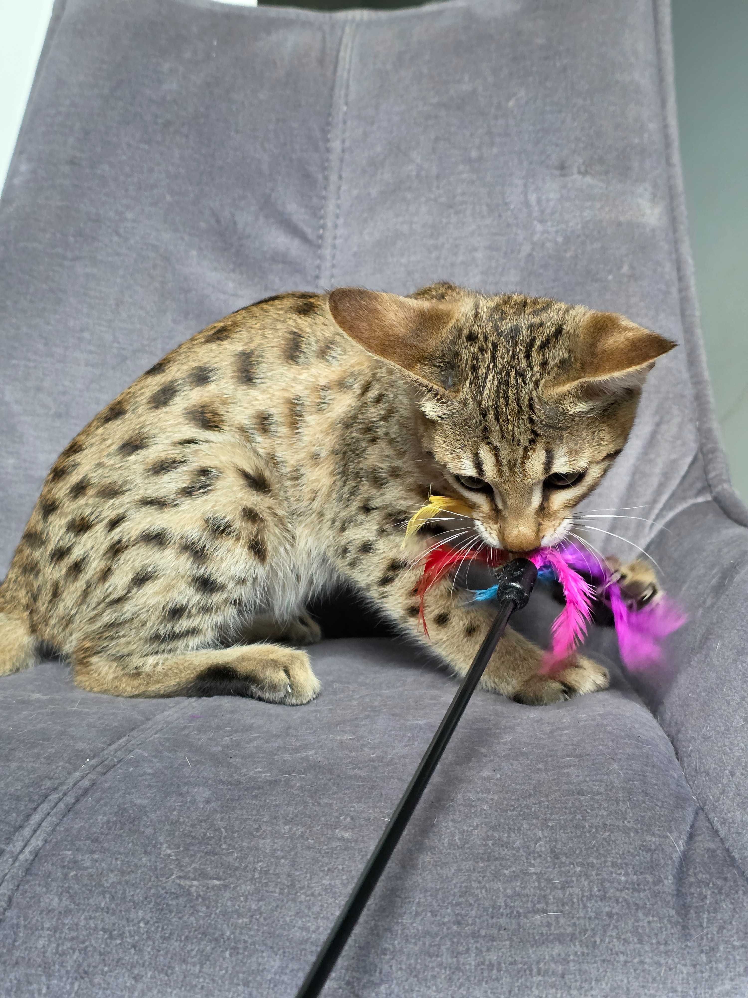 Luna. Savannah F3. Hybryda. Przekochana i uczuciowa