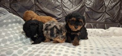 Suczka pudel mini z metryką