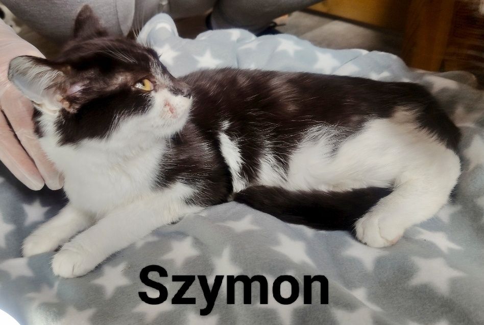 Szymuś błaga o szansę i dom ...