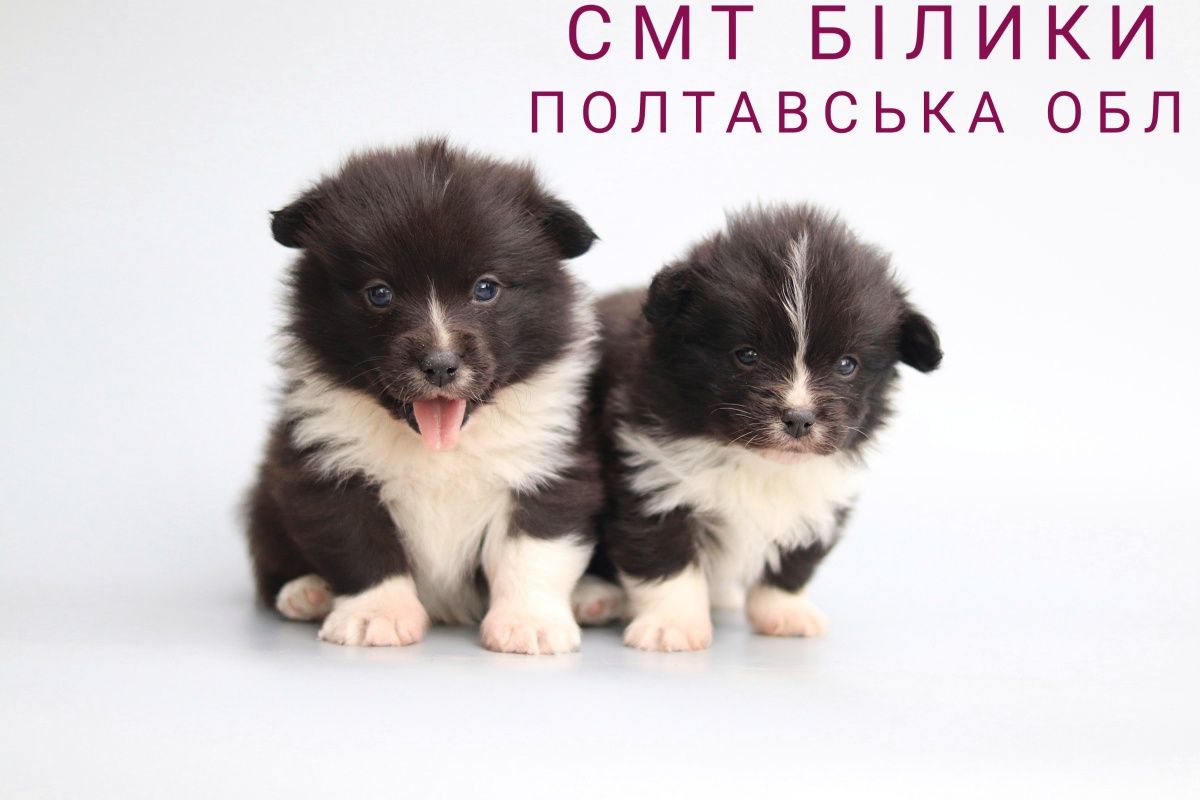Щеночки от корги