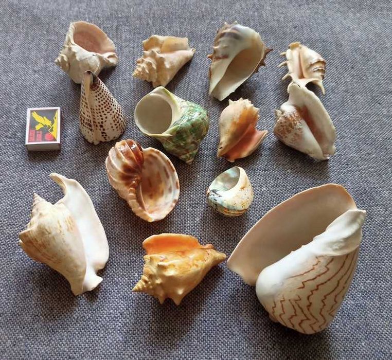 Ракушки 12 штук.