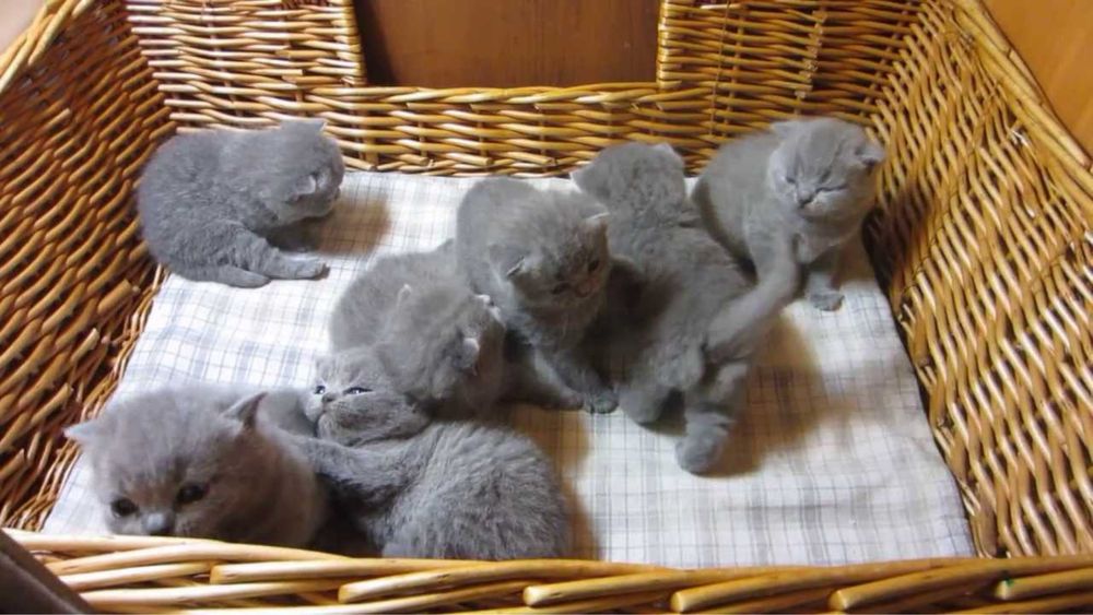 Котята Британцы доступно
