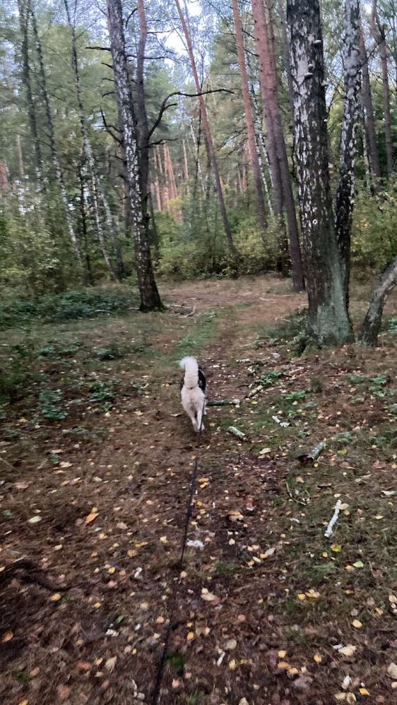 Перетримка,передержка, для котів та собак