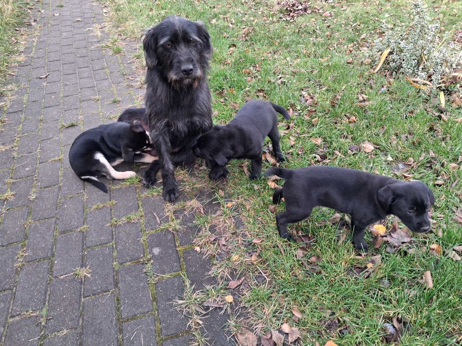 Oddam za darmo w dobre ręce szczeniaczki