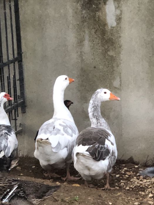 Casal de gansos adultos