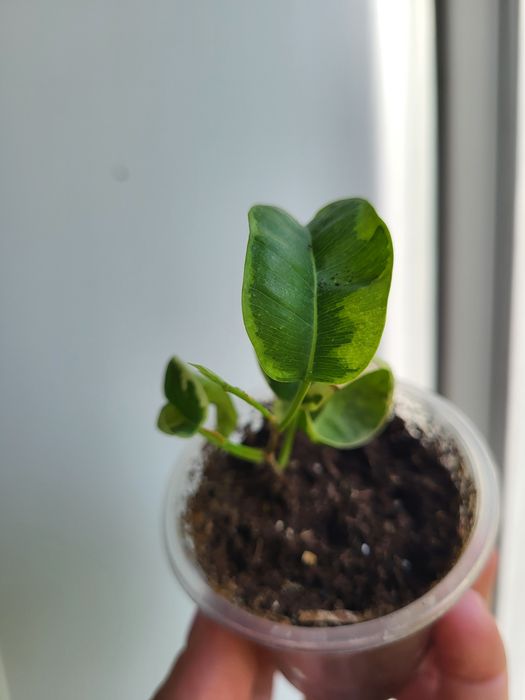 Фікус Ірен, варієгатний