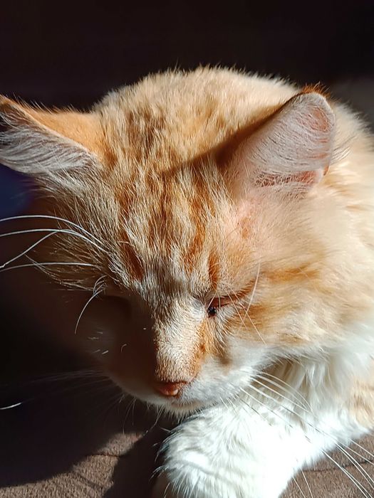 Віддам в хороші ручки кота