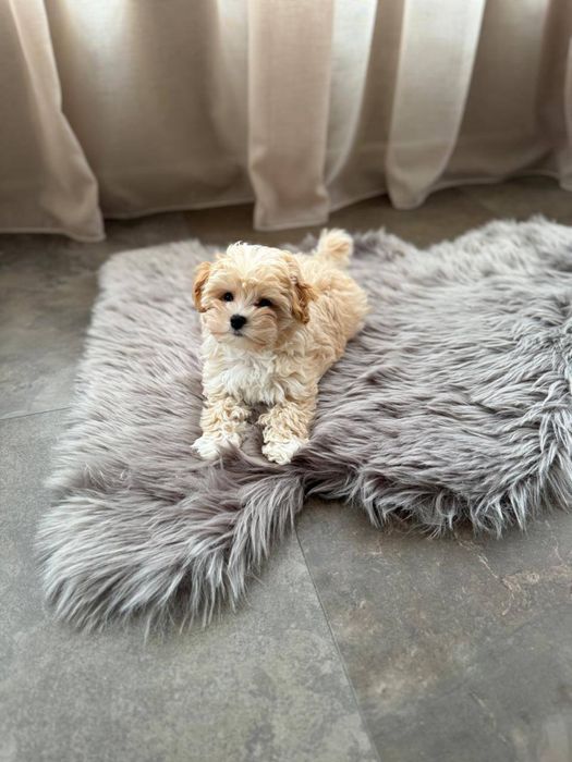 Мальтіпу мікро міні стандарт