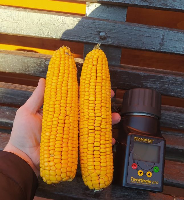 Kukurydza CCM w Nowym bigbagu już dostępna