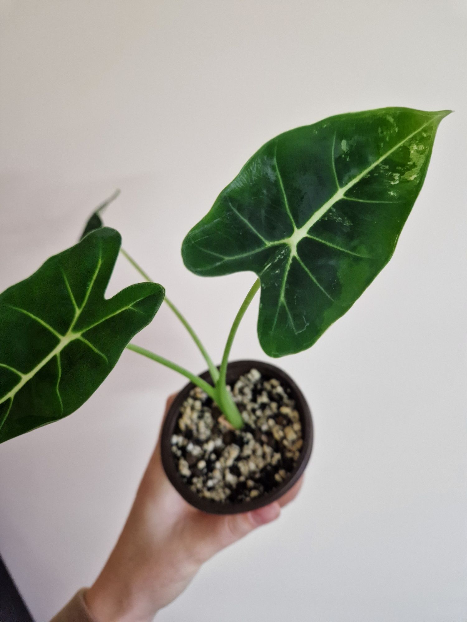 Alokazja Frydek Variegata